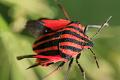 graphosoma italicum 05